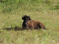 Bison by the road